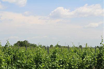 IMG_0660.jpg