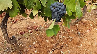 syrah2.jpg